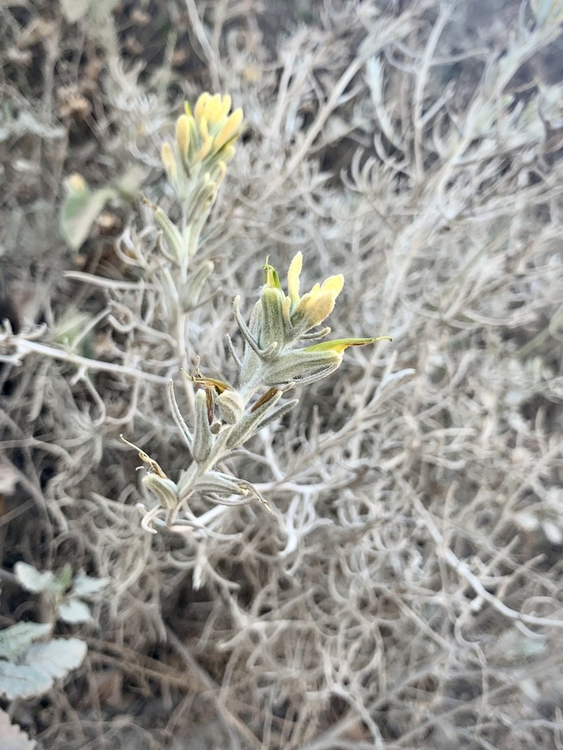 Castilleja hololeuca photo 6