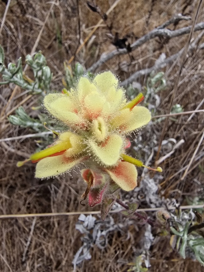 Castilleja hololeuca photo 7