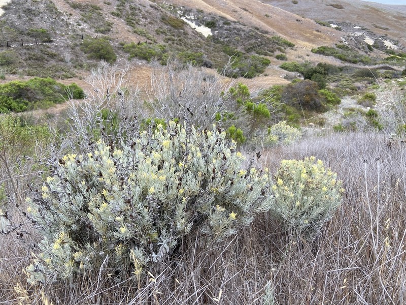 Castilleja hololeuca photo 8