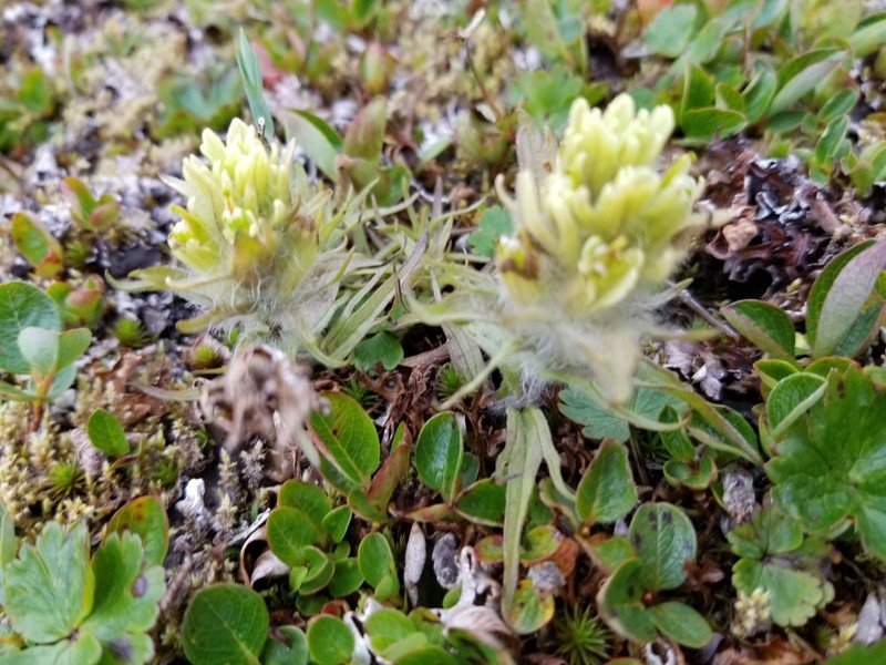 Northern Indian Paintbrush