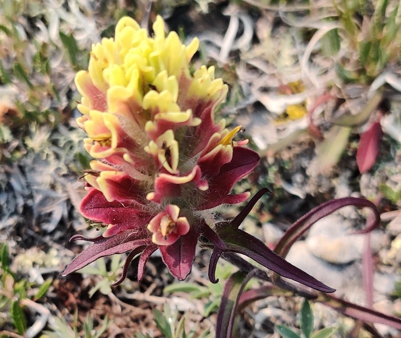 Northern Indian Paintbrush photo 2
