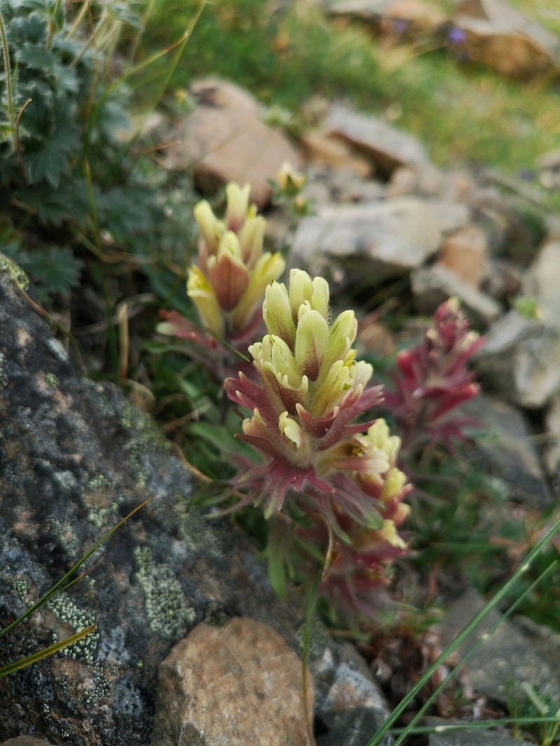 Northern Indian Paintbrush photo 3