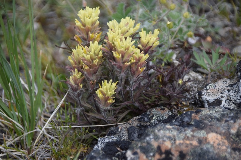 Northern Indian Paintbrush photo 4