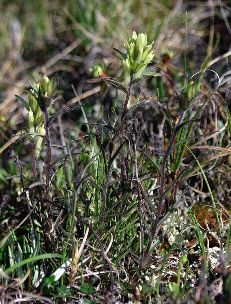 Northern Indian Paintbrush photo 5