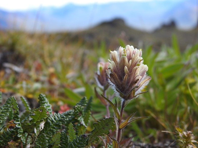 Northern Indian Paintbrush photo 6
