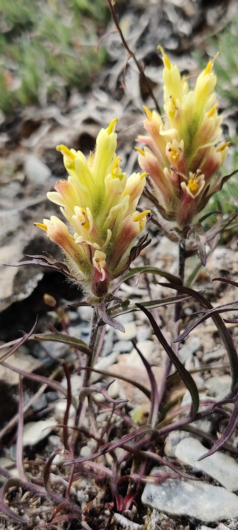 Northern Indian Paintbrush photo 7