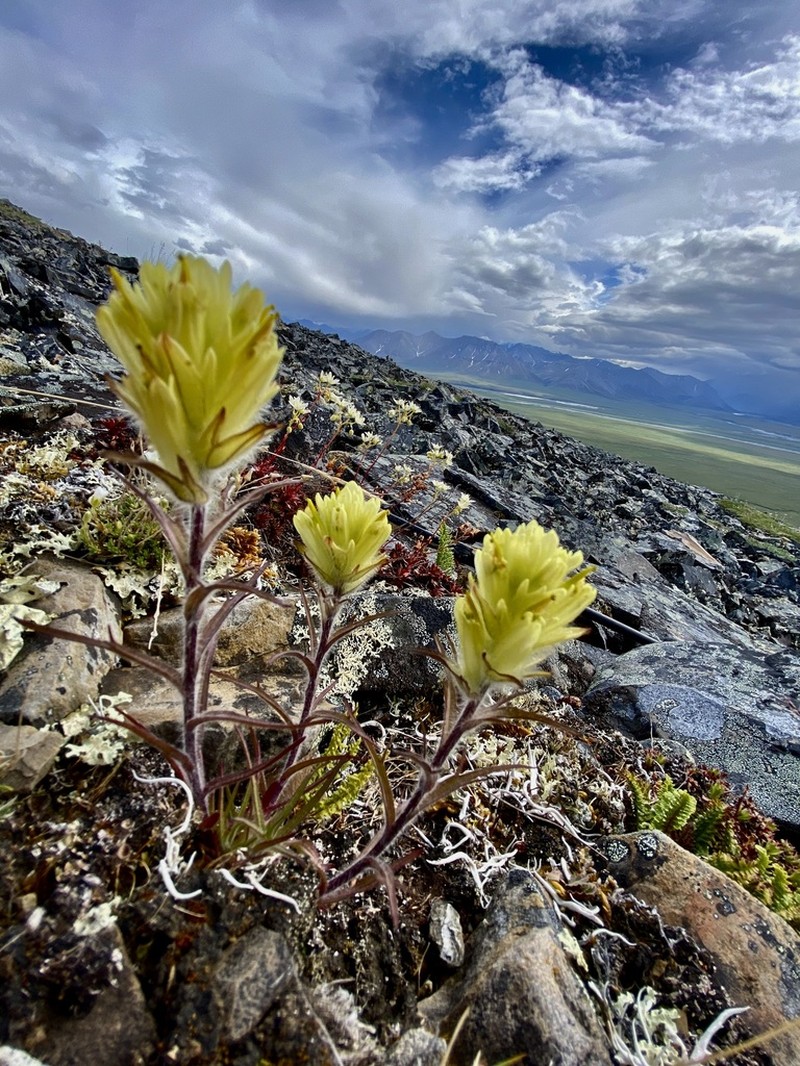 Northern Indian Paintbrush photo 8