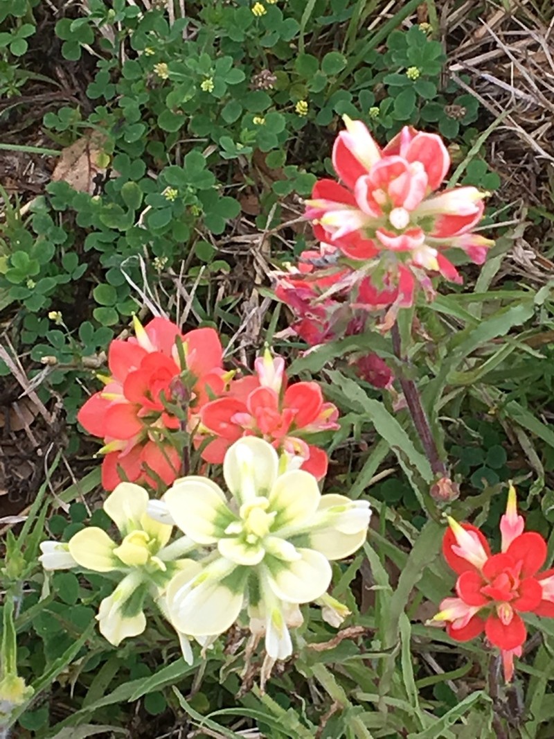 Entireleaf Indian Paintbrush photo 2
