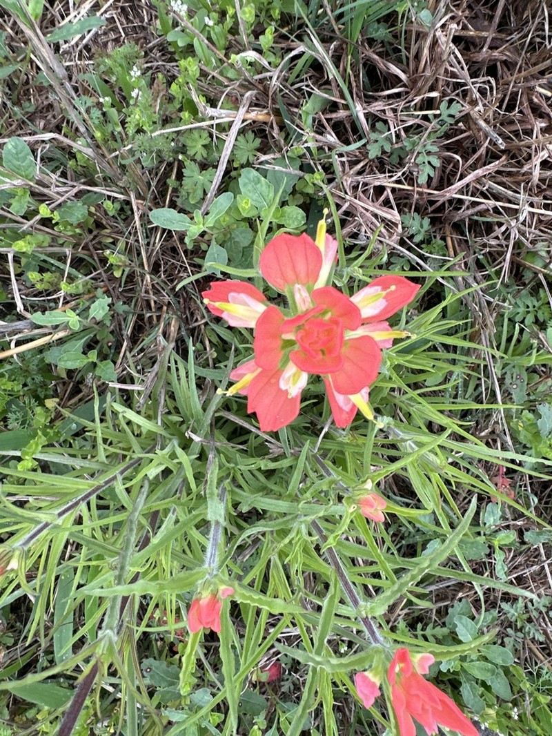 Entireleaf Indian Paintbrush photo 3