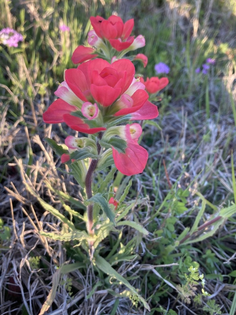 Entireleaf Indian Paintbrush photo 4