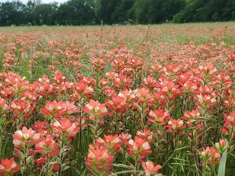 Entireleaf Indian Paintbrush photo 5