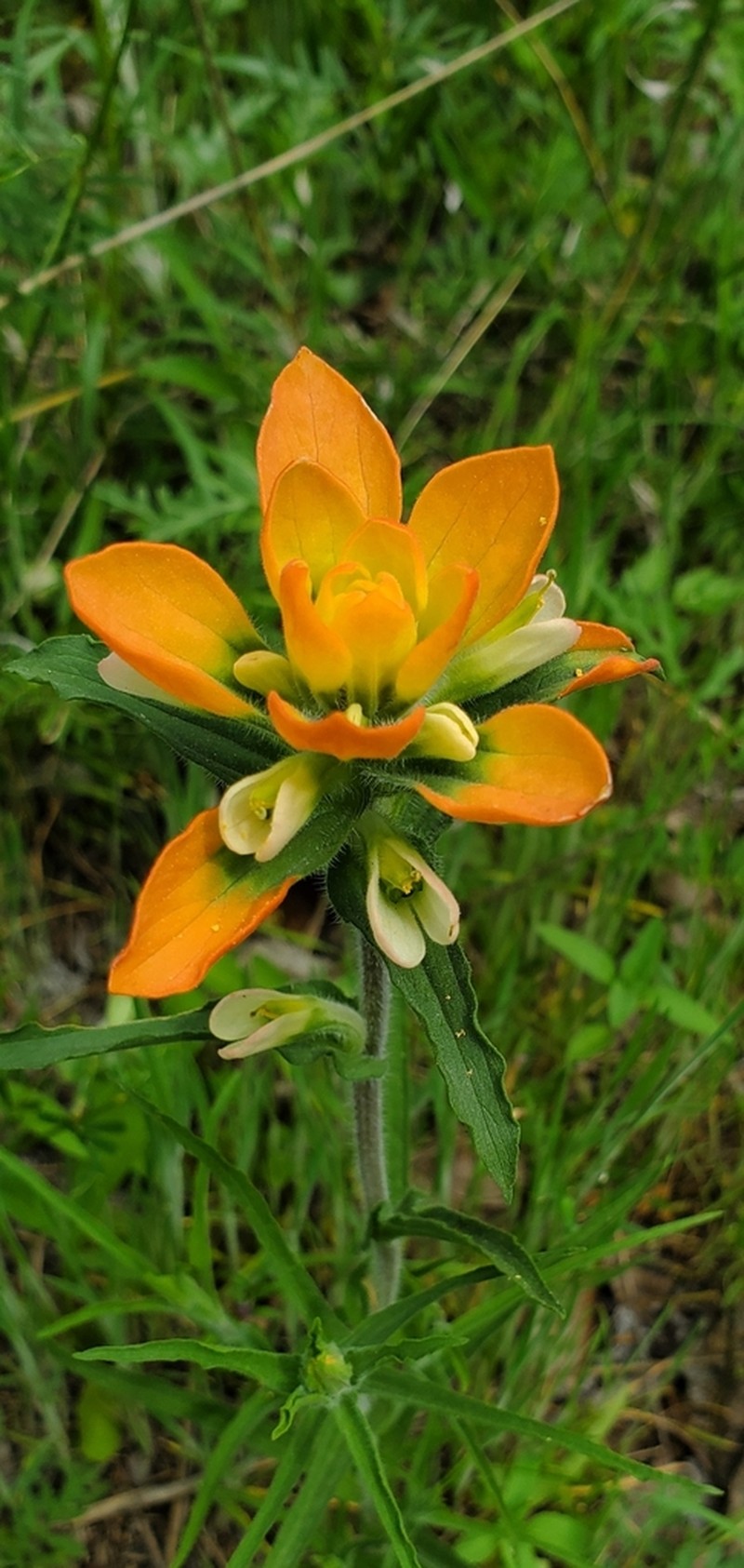 Entireleaf Indian Paintbrush photo 6