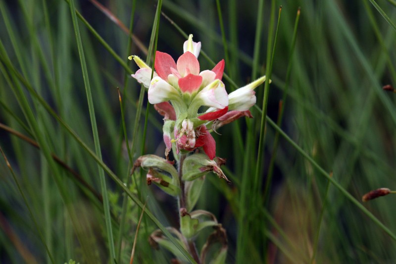 Entireleaf Indian Paintbrush photo 7