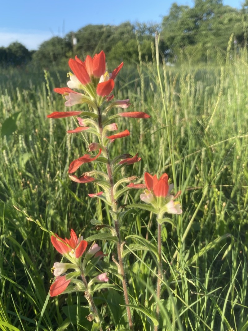 Entireleaf Indian Paintbrush photo 8