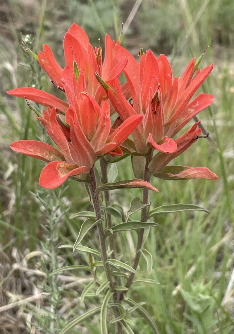 Wholeleaf Indian Paintbrush
