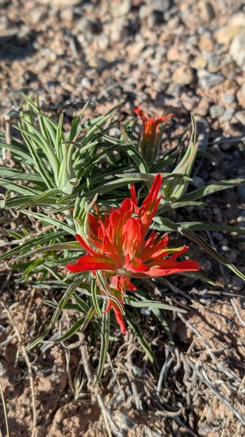 Wholeleaf Indian Paintbrush