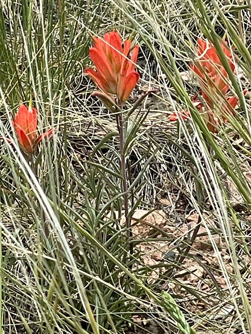 Wholeleaf Indian Paintbrush photo 2