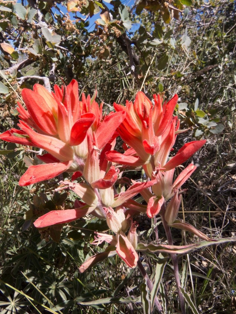 Wholeleaf Indian Paintbrush photo 3
