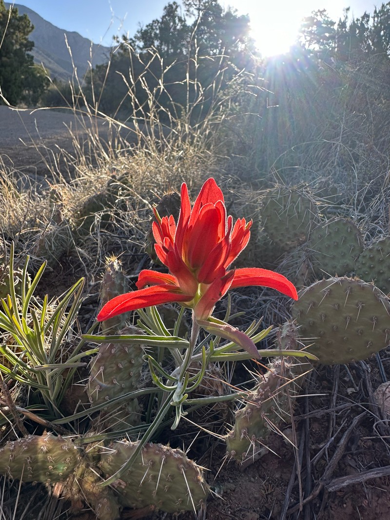 Wholeleaf Indian Paintbrush photo 4