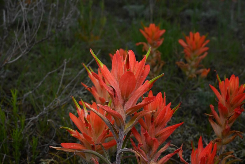 Wholeleaf Indian Paintbrush photo 5