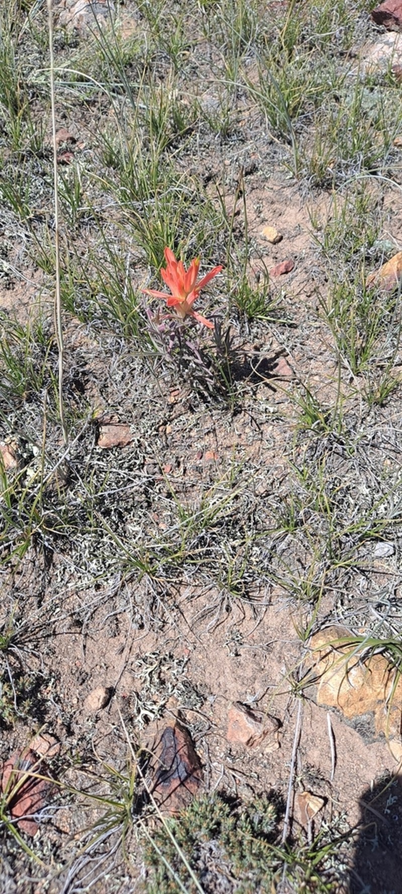 Wholeleaf Indian Paintbrush photo 6