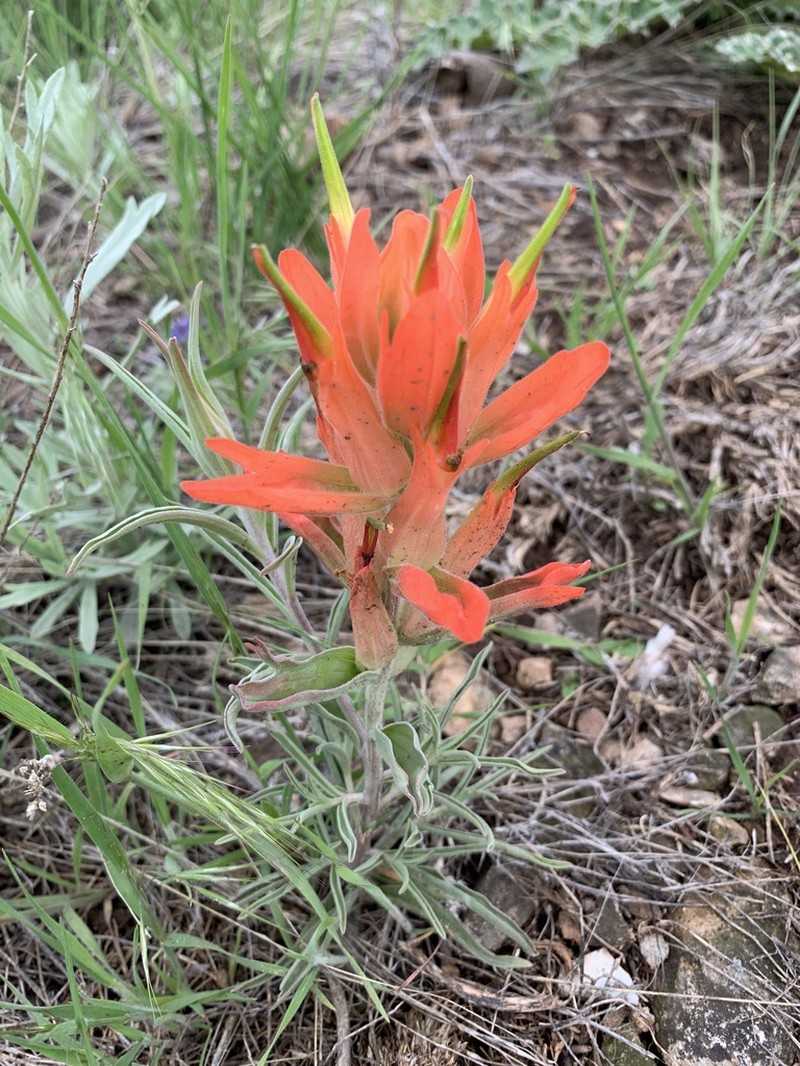 Wholeleaf Indian Paintbrush photo 7