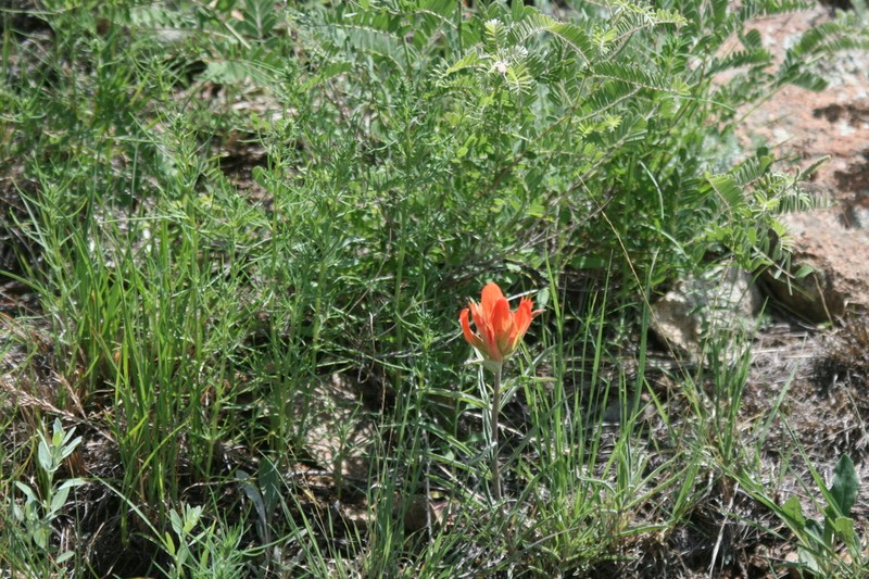 Wholeleaf Indian Paintbrush photo 8