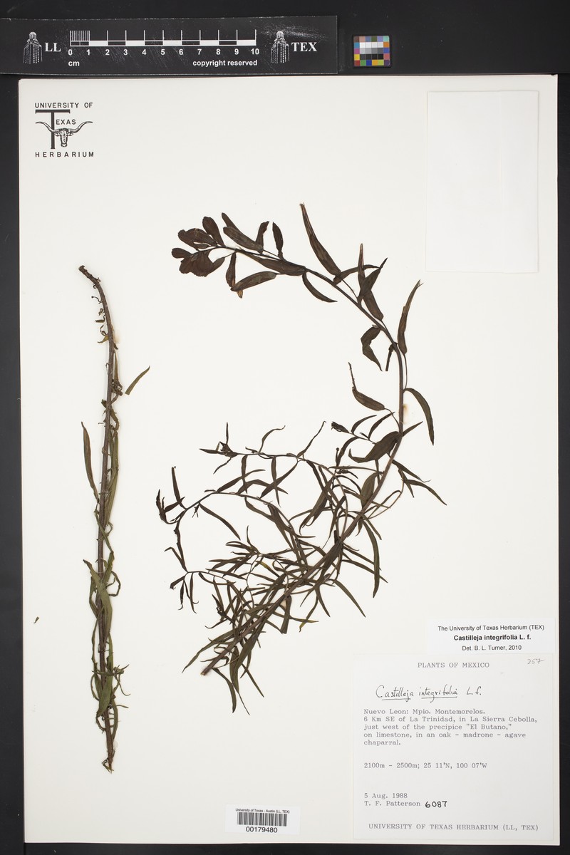 Castilleja integrifolia var. integrifolia