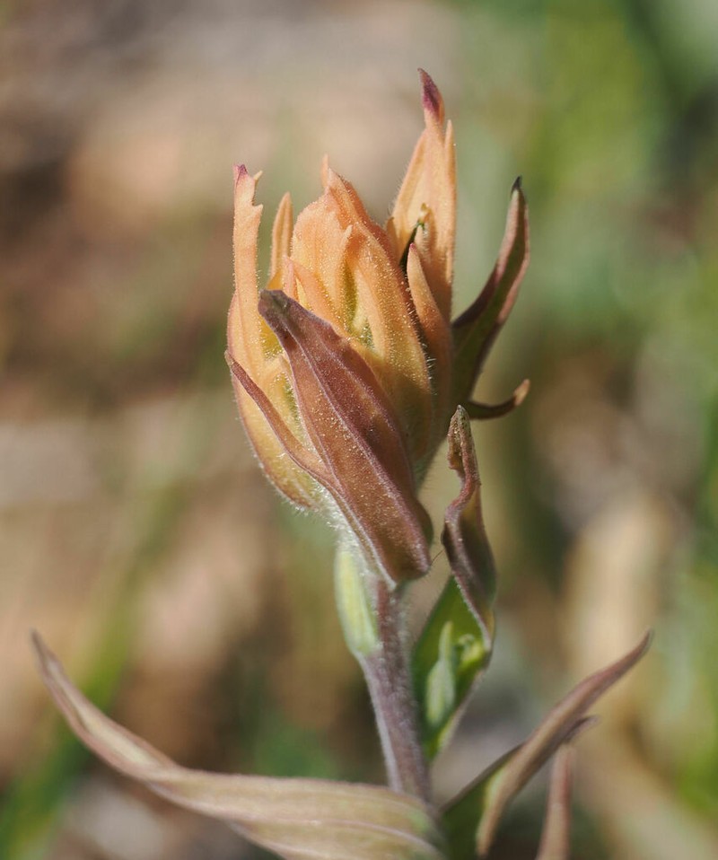 Kaibab Plateau Indian Paintbrush