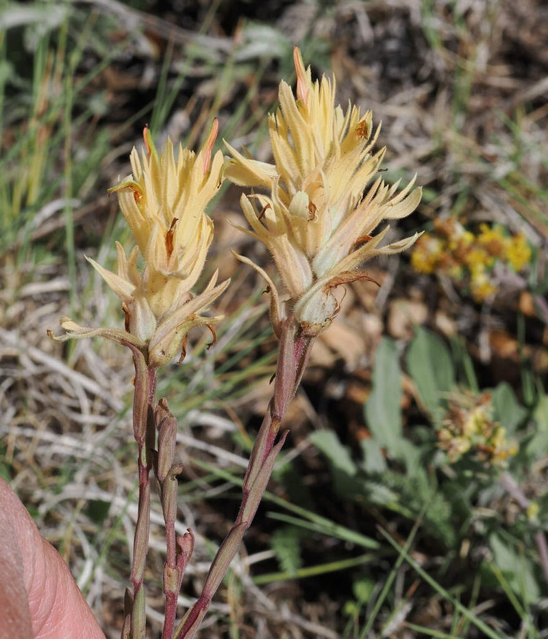 Kaibab Plateau Indian Paintbrush photo 2