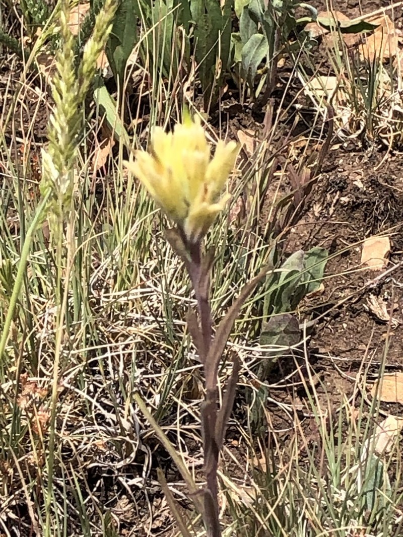 Kaibab Plateau Indian Paintbrush photo 3