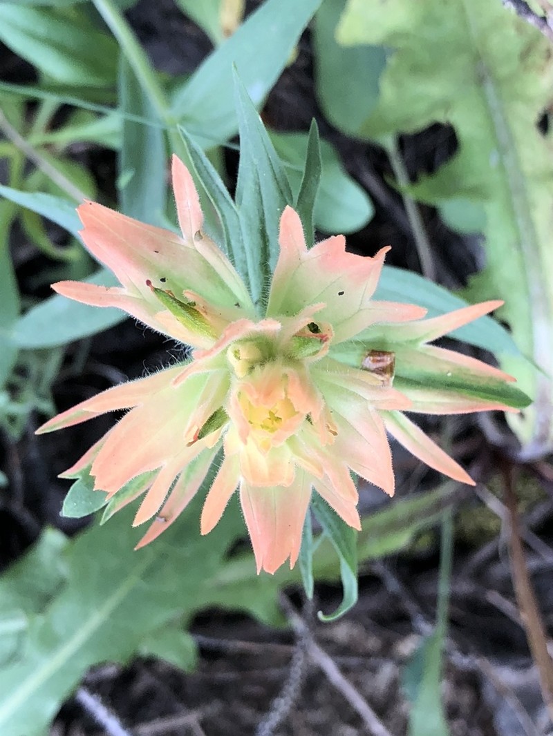 Kaibab Plateau Indian Paintbrush photo 4