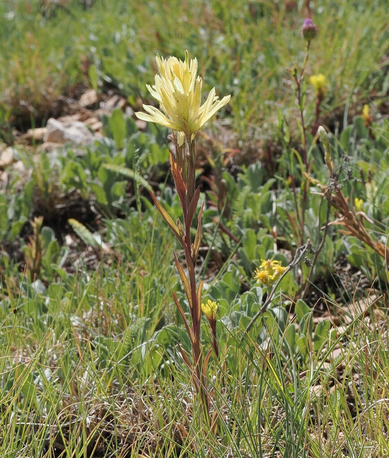 Kaibab Plateau Indian Paintbrush photo 5