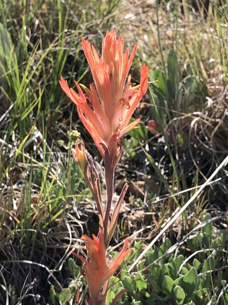 Kaibab Plateau Indian Paintbrush photo 6