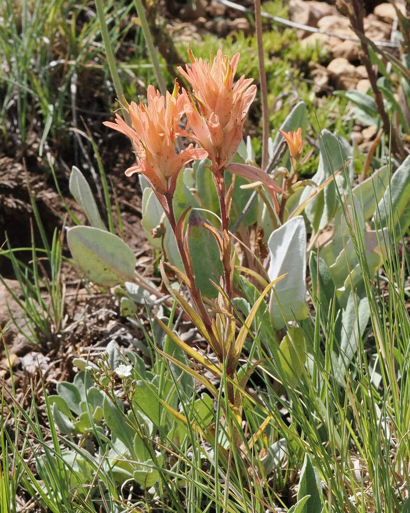 Kaibab Plateau Indian Paintbrush photo 7