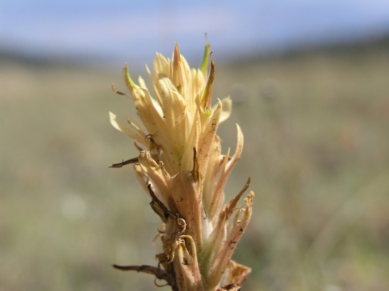 Kaibab Plateau Indian Paintbrush photo 8