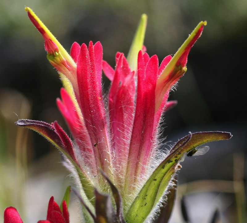 Kerry's Indian Paintbrush