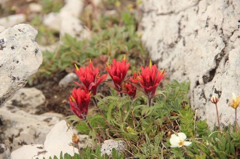 Kerry's Indian Paintbrush photo 2