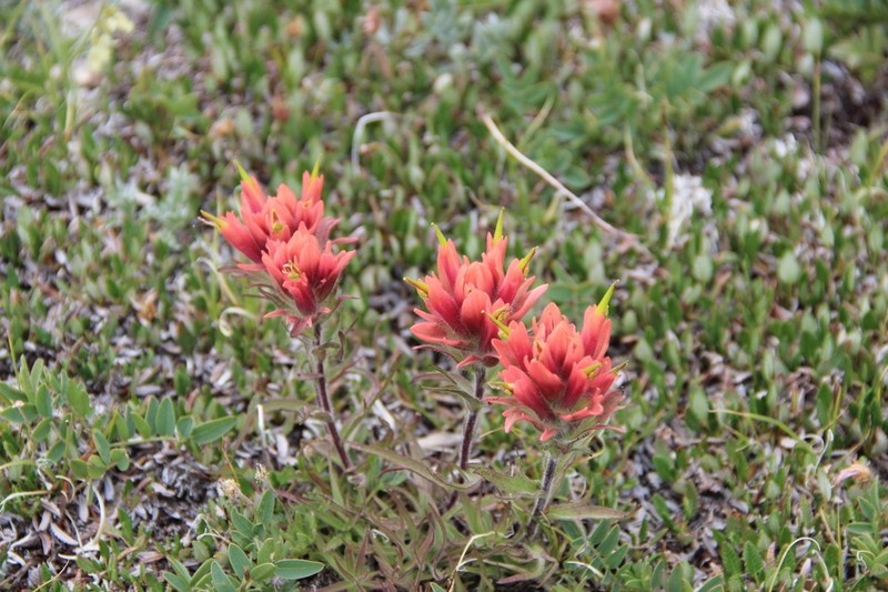 Kerry's Indian Paintbrush photo 3