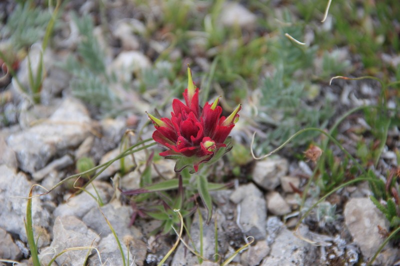 Kerry's Indian Paintbrush photo 4