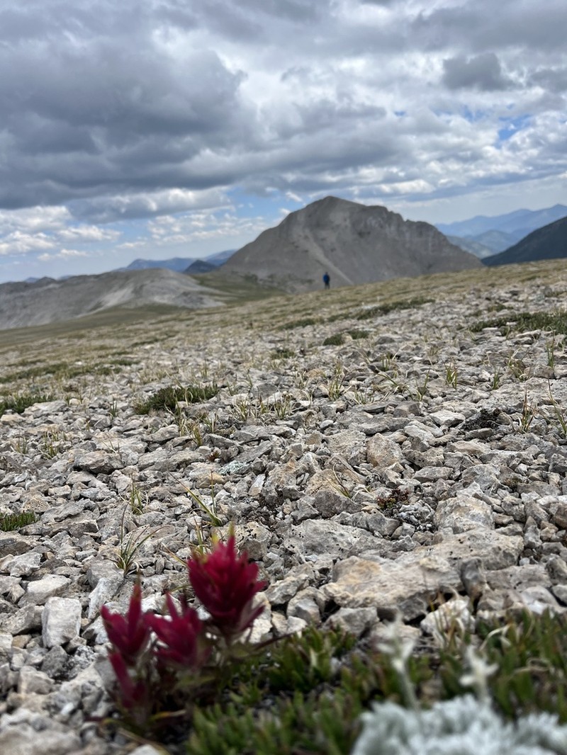 Kerry's Indian Paintbrush photo 5