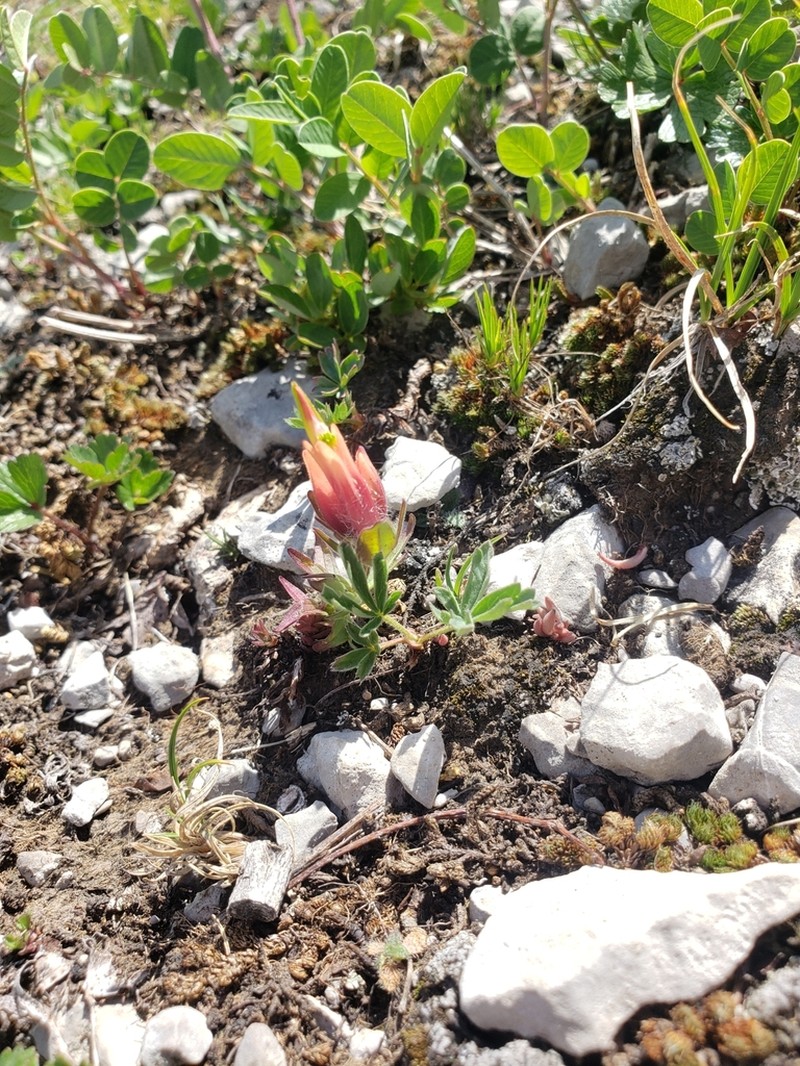 Kerry's Indian Paintbrush photo 6