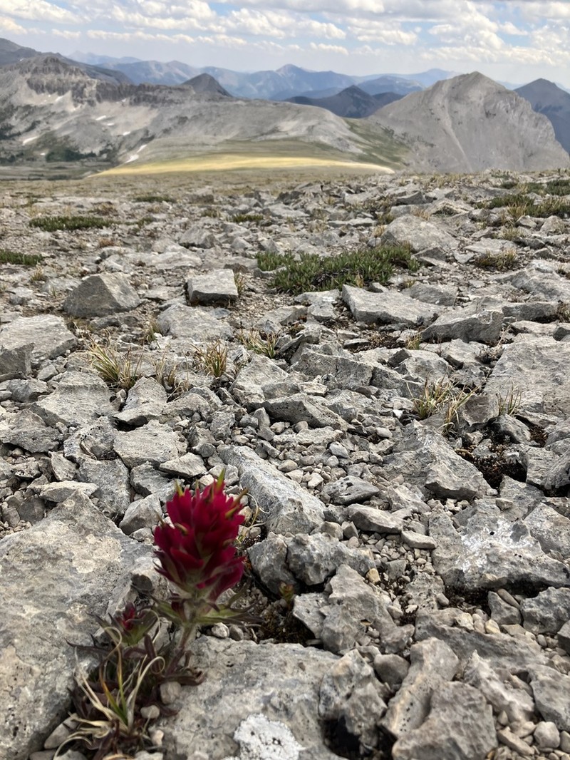 Kerry's Indian Paintbrush photo 7