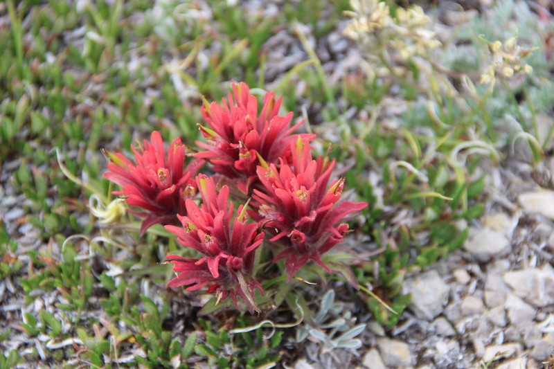 Kerry's Indian Paintbrush photo 8