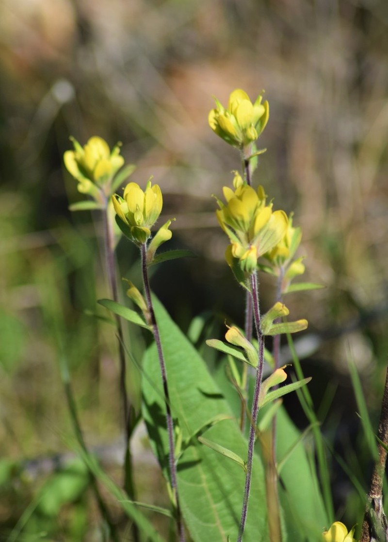 Cahaba Indian Paintbrush