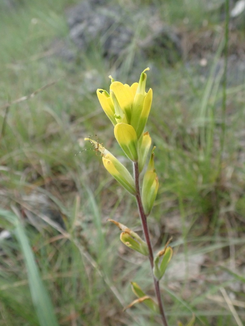 Cahaba Indian Paintbrush photo 2