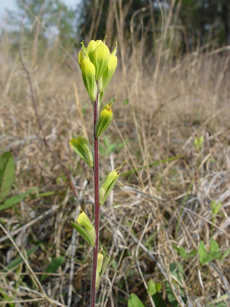 Cahaba Indian Paintbrush photo 3