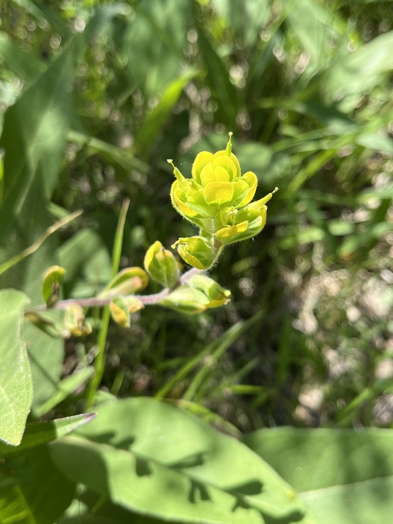Cahaba Indian Paintbrush photo 4