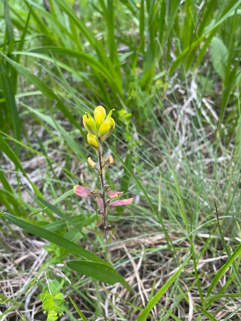 Cahaba Indian Paintbrush photo 5