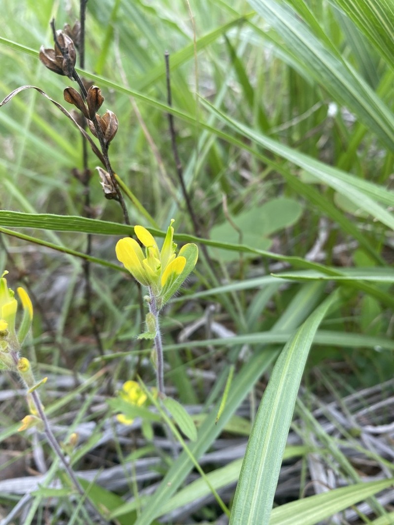 Cahaba Indian Paintbrush photo 6